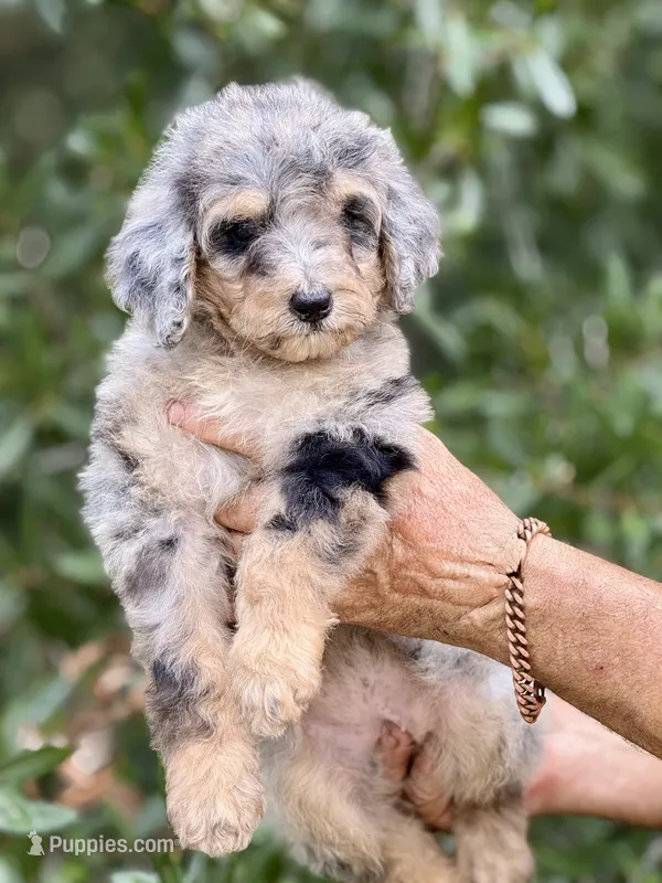 Bluebell medium size from health tested parents – Bernedoodle puppy for sale in Tampa, FL