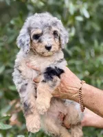 Bluebell medium size from health tested parents, a female Bernedoodle for sale in Tampa, FL – 1 of 6