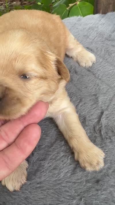 Scout, mini Chowdoodle from DoDo parents, a male Chow Chow and Poodle - Miniature  for sale in Tampa, FL – 2 of 8