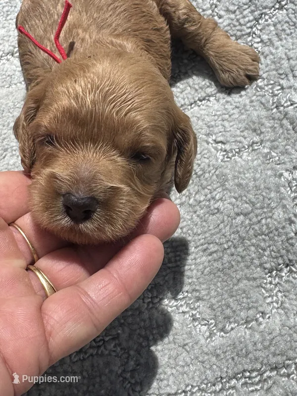 Red F1 – Cockapoo puppy for sale in Tampa, FL