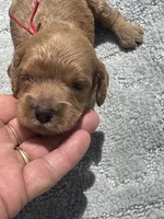 Red F1, a female Cockapoo for sale in Tampa, FL – 1 of 4