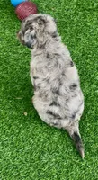 Nova, a female Miniature Aussiedoodle for sale in Tampa, FL – 5 of 10