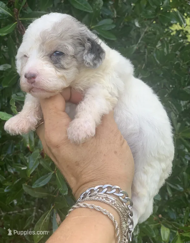 Morkiepoo Blue Merle parti – Poodle - Toy , Morkie puppy for sale in Tampa, FL