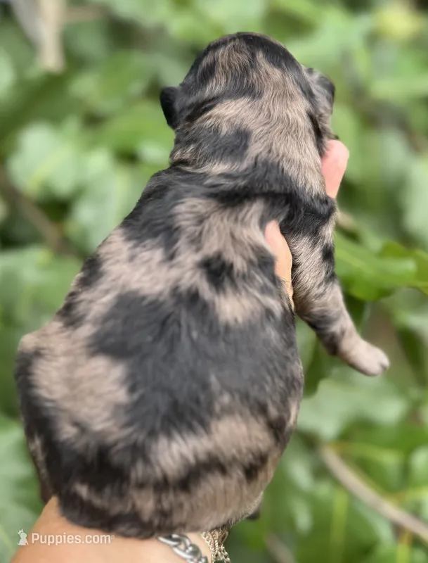 Camo  mini Chowdoodle from DoDo parents  – Chow Chow, Poodle - Miniature  puppy for sale in Tampa, FL