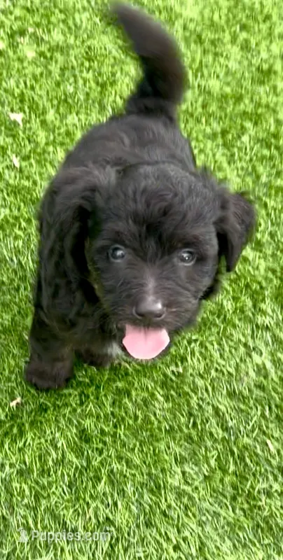 Onyx. Parents health tested – Miniature Aussiedoodle puppy for sale in Tampa, FL