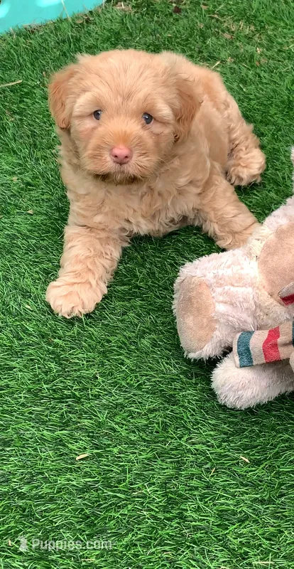 Simba – Chow Chow, Poodle - Miniature  puppy for sale in Tampa, FL
