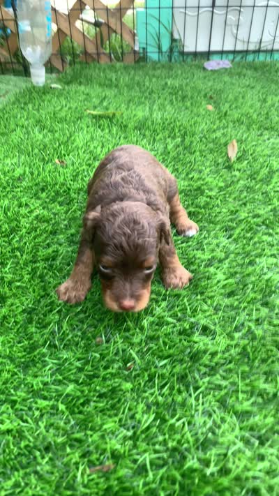 Mocha.  Parents health tested, a female Miniature Aussiedoodle for sale in Tampa, FL – 8 of 10