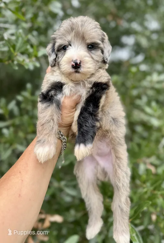 Medium size. Health tested parents – Bernedoodle puppy for sale in Tampa, FL