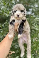 Medium size. Health tested parents, a male Bernedoodle for sale in Tampa, FL – 2 of 4