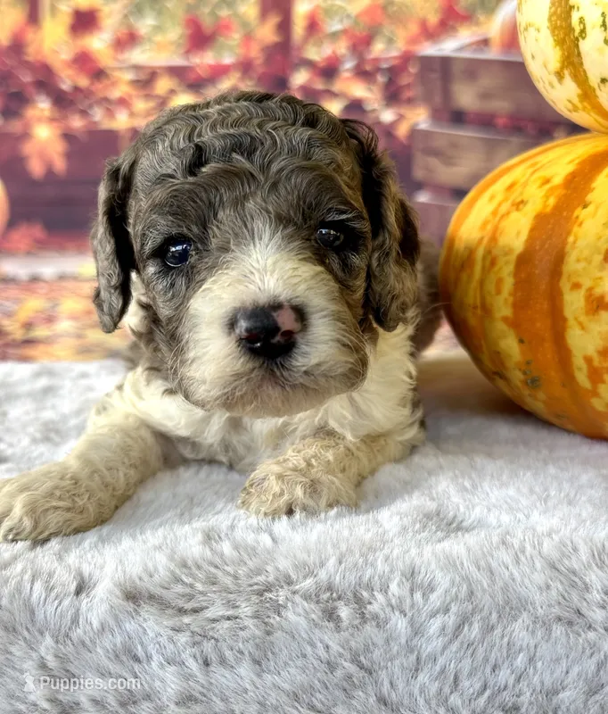 Tania – Cockapoo puppy for sale in Ruskin, FL