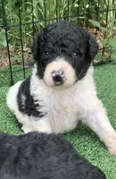 Medium size. Parents health tested., a male Bernedoodle for sale in Tampa, FL – 4 of 10