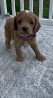 Purple F1, a female Cockapoo for sale in Sun City Center, FL – 2 of 8