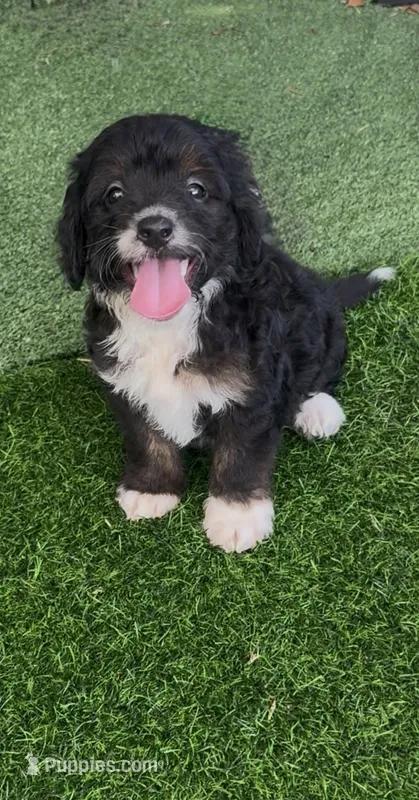 Bear – Miniature Aussiedoodle puppy for sale in Tampa, FL
