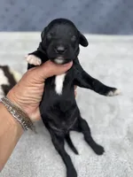 Smokey  “regular size”, a male Cockapoo for sale in Tampa, FL – 1 of 8
