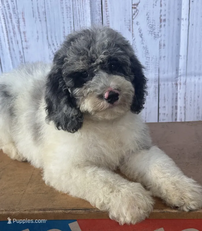 Sapphire  – Cockapoo puppy for sale in Ruskin, FL