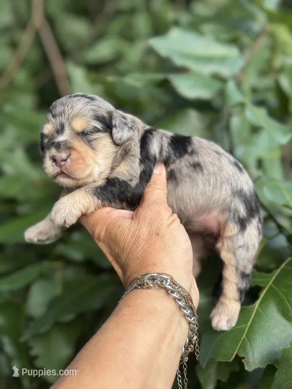 Ruby F1b – Miniature Aussiedoodle puppy for sale in Tampa, FL