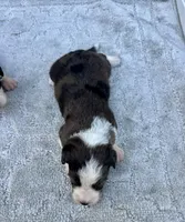 Dolly, a female Miniature Aussiedoodle for sale in Ruskin, FL – 3 of 6
