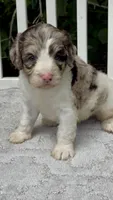 Truffle. “ regular size” chocolate Merle, a male Cockapoo for sale in Ruskin, FL – 5 of 10