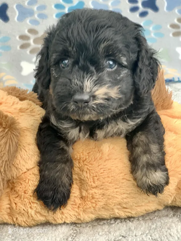Marble – Chow Chow, Poodle - Toy  puppy for sale in Tampa, FL