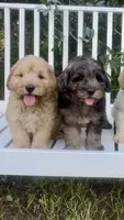 Scout, a male Chow Chow and Poodle - Miniature  for sale in Sun City Center, FL – 6 of 7