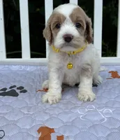 Yellow, a female Cockapoo for sale in Sun City Center, FL – 6 of 9