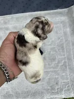 Truffle. “ regular size” chocolate Merle, a male Cockapoo for sale in Tampa, FL – 8 of 10