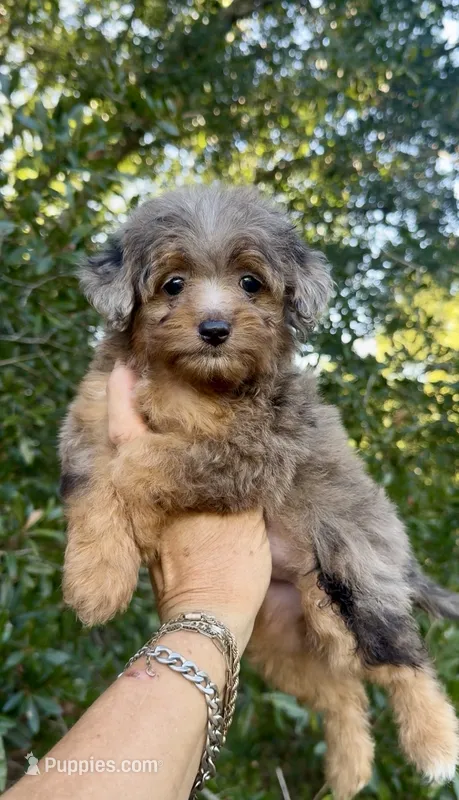 Jane – Miniature Aussiedoodle puppy for sale in Tampa, FL