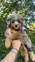 Jane, a female Miniature Aussiedoodle for sale in Tampa, FL – 2 of 10