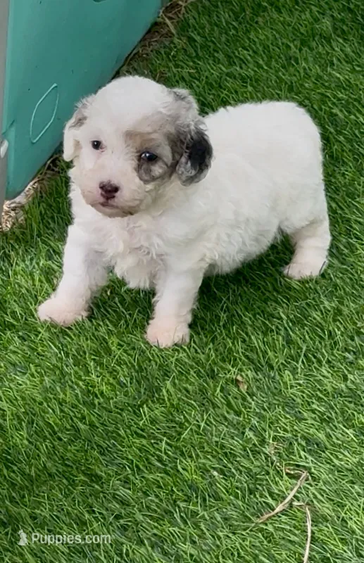 Morkiepoo Blue Merle parti one blue eye, a female Poodle - Toy  and Morkie for sale in Tampa, FL – 1 of 7