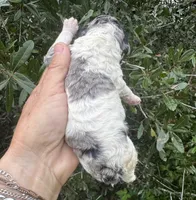 Sapphire. “ regular size” Blue Merle, a female Cockapoo for sale in Tampa, FL – 8 of 10