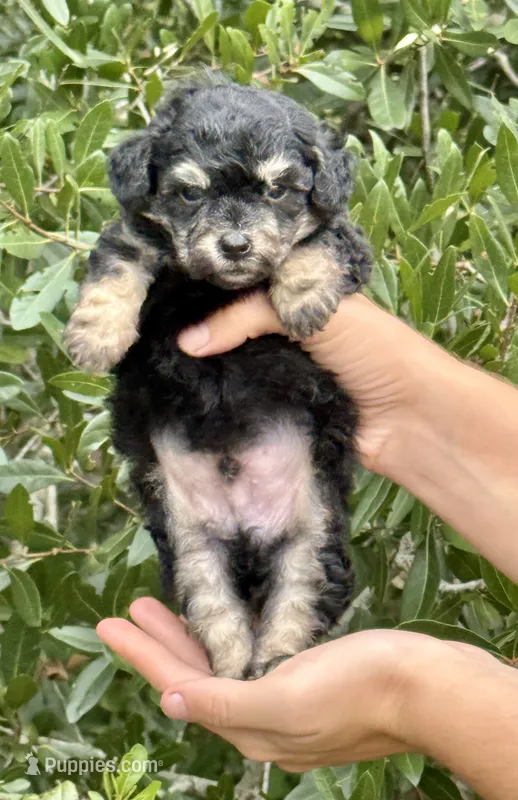 Tiny Morkiepoo  – Poodle - Toy , Morkie puppy for sale in Tampa, FL