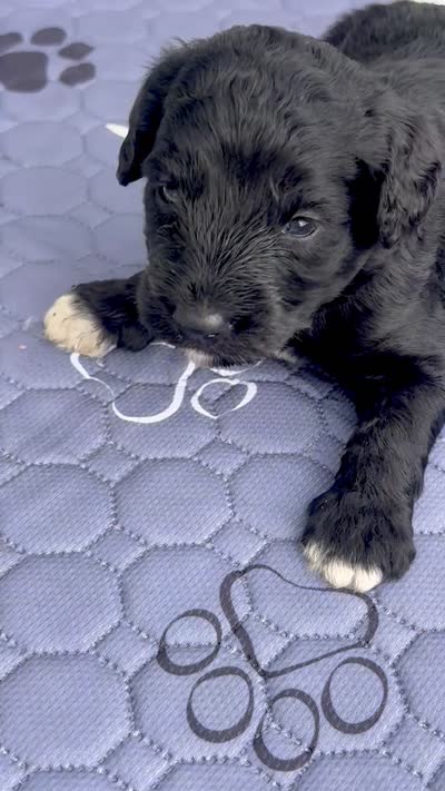 Smokey  “regular size”, a male Cockapoo for sale in Ruskin, FL – 8 of 8