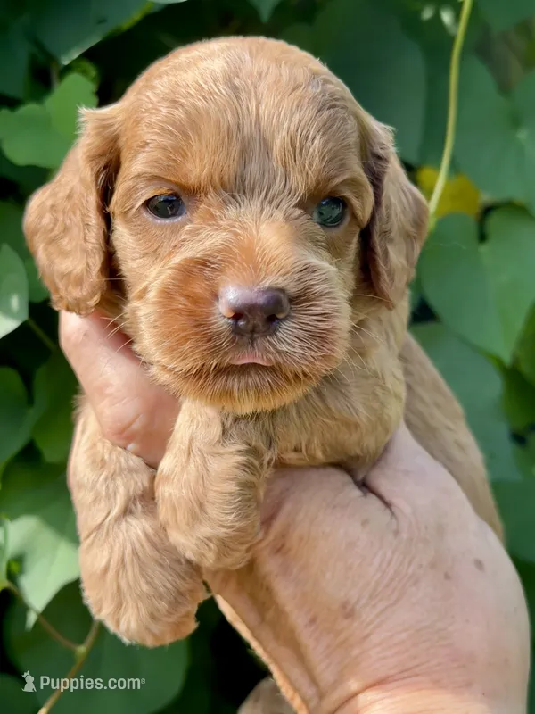 Black F1 – Cockapoo puppy for sale in Tampa, FL