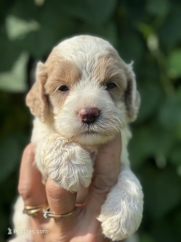 Yellow – Cockapoo puppy for sale in Tampa, FL