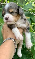 Indigo , a female Miniature Aussiedoodle for sale in Tampa, FL – 3 of 9