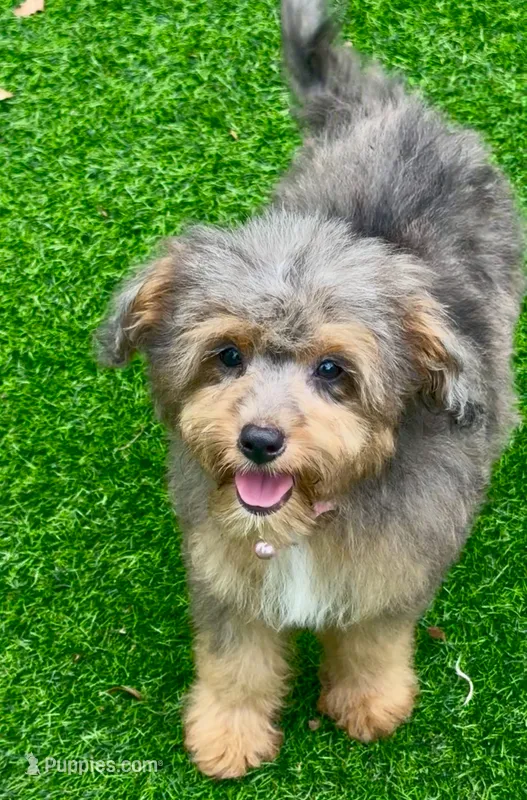 Winnie – Miniature Aussiedoodle puppy for sale in Tampa, FL