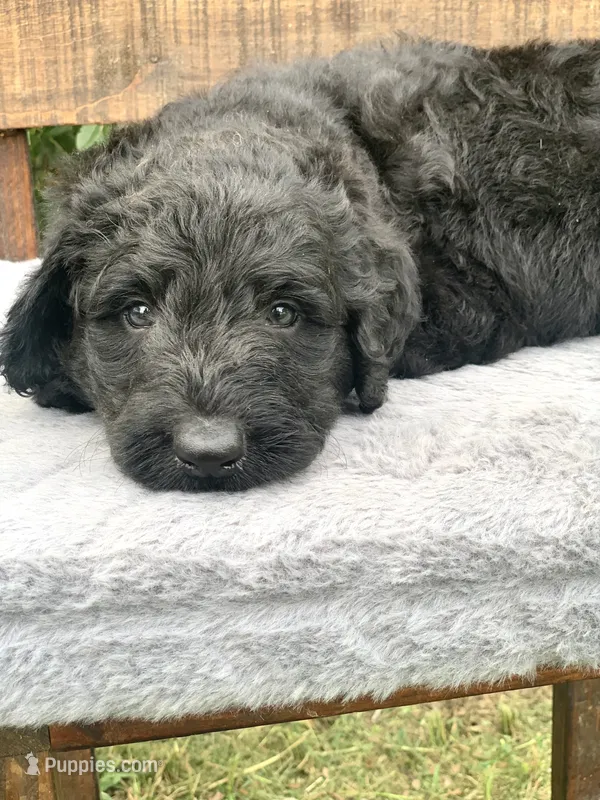 Medium size. Parents health tested. – Bernedoodle puppy for sale in Tampa, FL