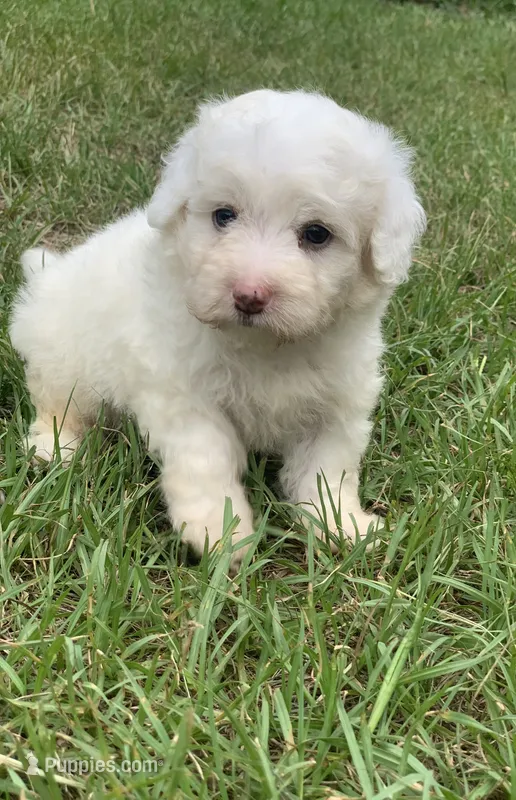 Leo tiny Chowdoodle – Chow Chow, Poodle - Toy  puppy for sale in Tampa, FL