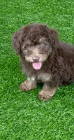 Teddy the Chowdoodle, a male Chow Chow and Poodle - Toy  for sale in Tampa, FL – 3 of 10