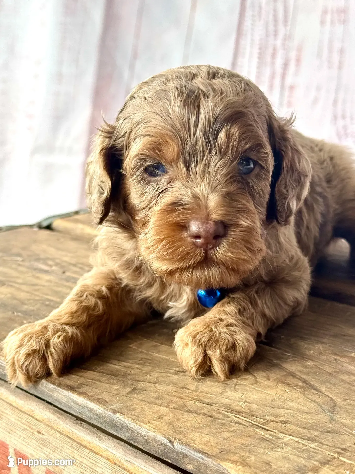 Chip. Chocolate Merle phantom with blue eyes, a male Cockapoo for sale in Ruskin, FL – 1 of 6