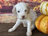 Rosie, a female Cockapoo for sale in Ruskin, FL – 6 of 6
