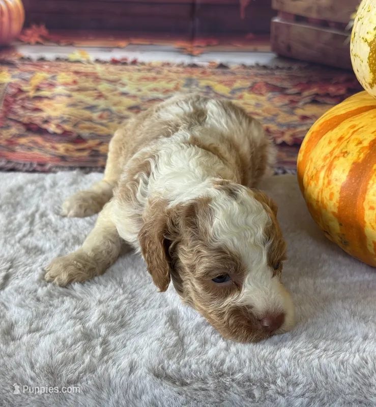 Patsy one blue eye – Cockapoo puppy for sale in Ruskin, FL