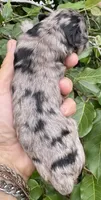 Marley mini Chowdoodle from DoDo parents , a female Chow Chow and Poodle - Miniature  for sale in Tampa, FL – 9 of 9
