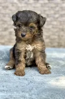Winnie, a female Miniature Aussiedoodle for sale in Tampa, FL – 3 of 7