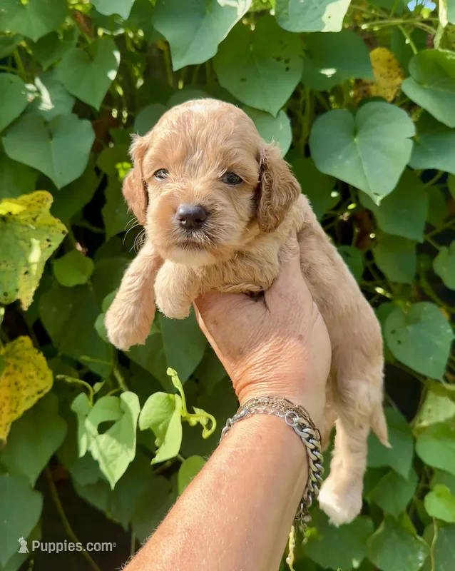Blue – Cockapoo puppy for sale in Tampa, FL