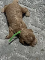 Green F1, a female Cockapoo for sale in Tampa, FL – 3 of 4