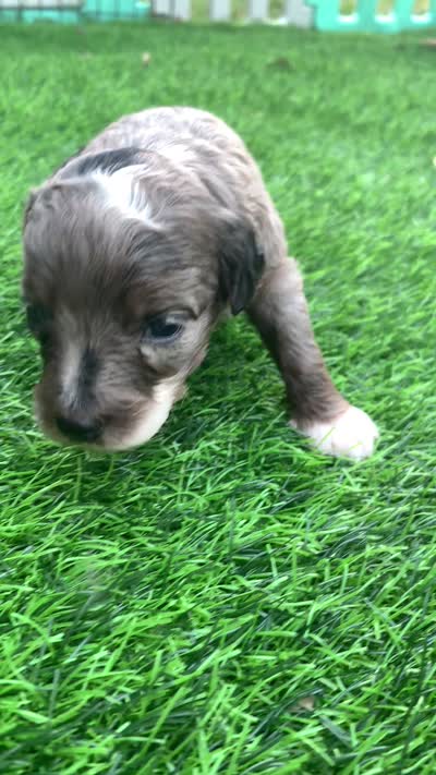 Zara  parents health tested., a female Miniature Aussiedoodle for sale in Tampa, FL – 6 of 10