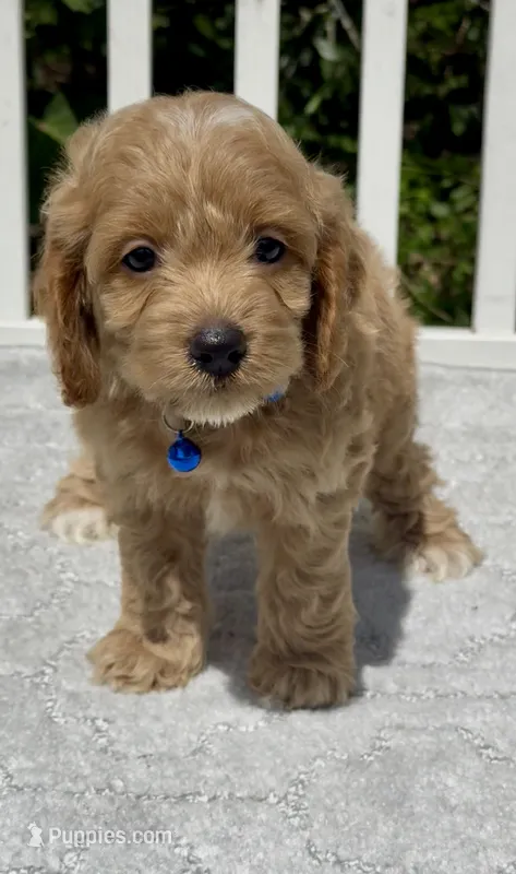Blue – Cockapoo puppy for sale in Sun City Center, FL