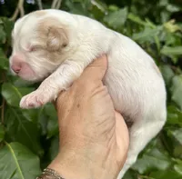 Firsta, mini Chowdoodle ( from DoDo parents), a male Chow Chow and Poodle - Miniature  for sale in Tampa, FL – 7 of 7