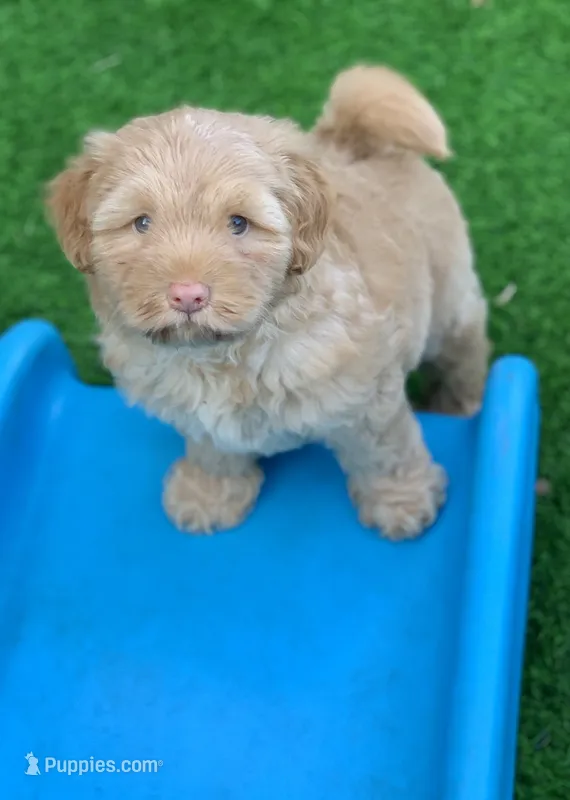 Simba – Chow Chow, Poodle - Miniature  puppy for sale in Tampa, FL